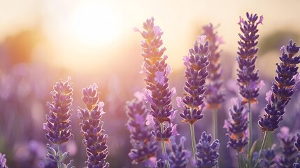 Obraz premium Lavender fields bloom under a golden sunset in a serene landscape