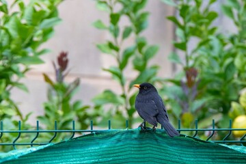 A common blackbird (Turdus merula) perched on a garden fence, surrounded by green foliage. Its dark plumage contrasts beautifully with the vibrant background