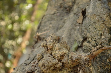 Close up  big and aged tree on the blur nature background, Tree trunk