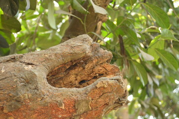 Tree trunk in the woods. Tree trunk closeup and blurred nature background. close up of tree bark in forest background