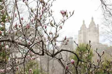 Blooming magnolia branches in Central Park with iconic buildings in the background during early springtime