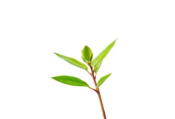 Fototapeta premium Single vibrant green plant, isolated on pure white background, agriculture, detail