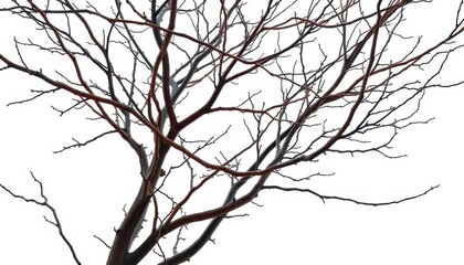 Obraz premium Bare, intertwined branches against pure white backdrop, clean, studio shot