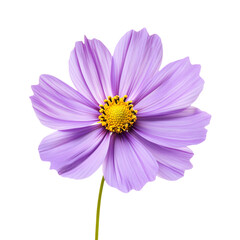 Obraz premium a purple flower with a yellow center on a gray background