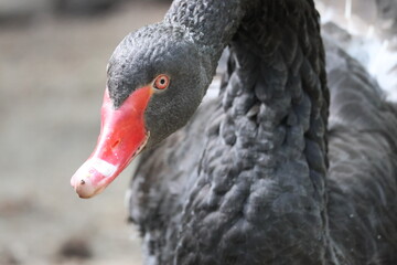 black swan portrait