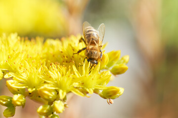 Close-up of bee pollinating yellow flower. Sunny, natural, defocused background.