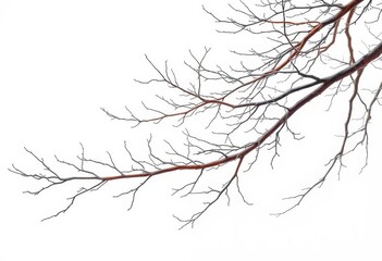 Obraz premium Intricate, bare branches stark against pure white, silhouette, isolated