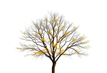 Obraz premium Lone deciduous tree, stark branches against pure white, clipping path, minimalist