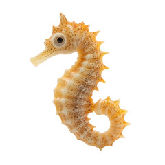 a seahorse is shown on a transparent background