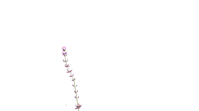 Blooming purple flower with transparent background for easy integration