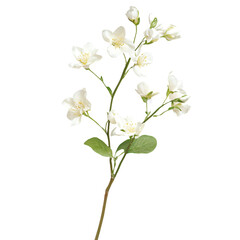 a single white flower with green leaves