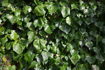 A green ivy plant with leaves that are shiny and green