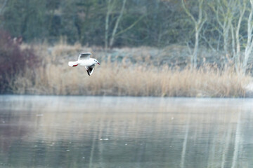 A bird flies over a pond. The water is calm.