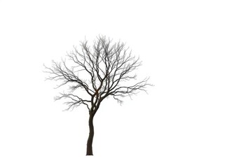 Fototapeta premium A solitary tree stands against a pure white backdrop, branches reaching skyward, element, trunk