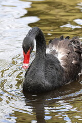 black swan on the lake