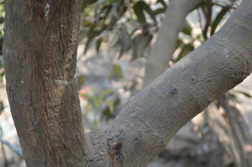 Tree trunk in the woods. Tree trunk closeup and blurred nature background. close up of tree bark in forest background