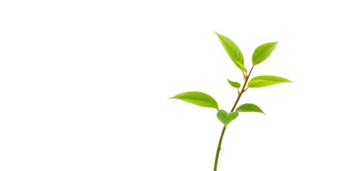 Obraz premium Single vibrant green plant, isolated on pure white, spring, white background
