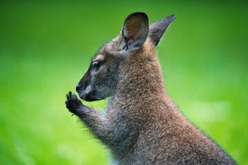 Känguru