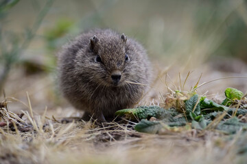 Desert Cavi, Lihue Calel National Park, La Pampa Province, Patagonia , Argentina