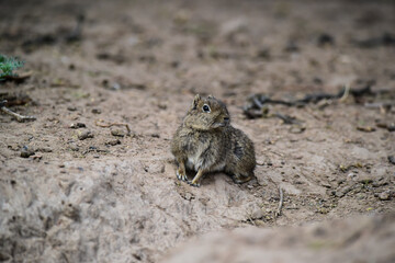 Desert Cavi, Lihue Calel National Park, La Pampa Province, Patagonia , Argentina