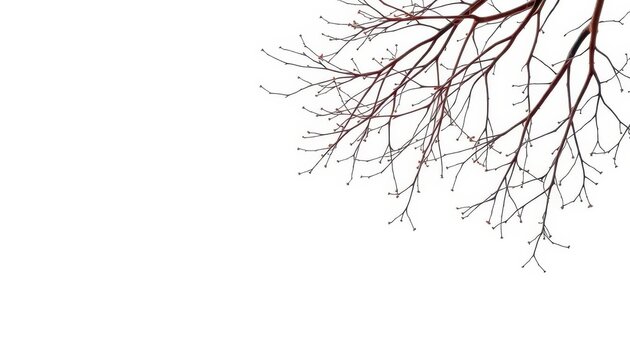 Delicate, bare branches isolated against a pure white backdrop, background, twig