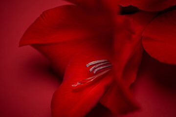red flower on a red background