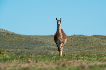 Guanacos in Pampas grass environment, La Pampa, Patagonia, Argentina.