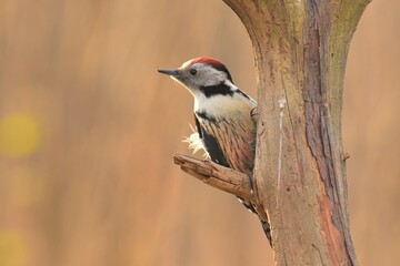 Middle spotted woodpecker Dendrocopos medius bird songbird wildlife nature predator cock o the...