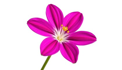 Fototapeta premium Single vibrant flower, petals fully open, isolated on pure white background, detail, spring