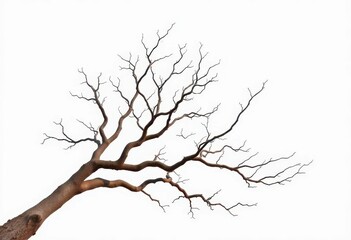 Fototapeta premium Stark, white background showcases intricate, isolated tree branches, art, natural