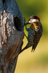 Green barred Woodpecker in forest environment,  La Pampa province, Patagonia, Argentina.