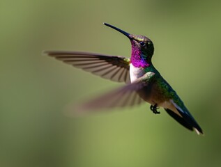 Fototapeta premium a hummingbird in mid-flight against a blurred green background.