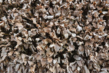 A close up of a pile of dead leaves
