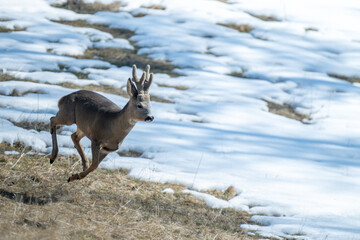 Fototapeta premium A beautiful male roe deer (Capreolus capreolus) with winter fur, running in the partially snow covered alpine meadows.