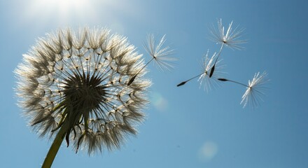 Obraz premium Dandelion Seeds Blowing in the Wind Under a Bright Blue Sky