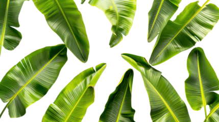 Tropical green banana leaves pattern on transparent background