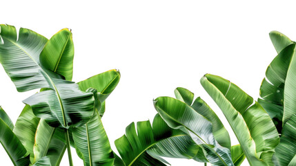 Vibrant green banana leaves creating lush tropical border on transparent background