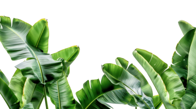 Vibrant green banana leaves creating lush tropical border on transparent background