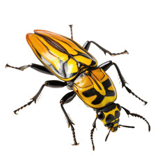 Naklejka premium Insect Isolated on Transparent Background, PNG