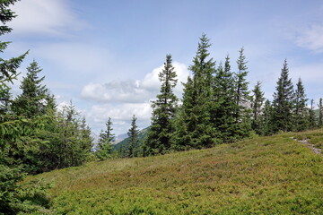 Wald am Lahngang