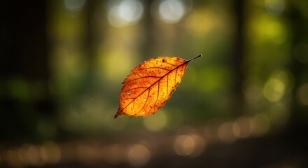 Obraz premium Floating Autumn Leaf Glowing in Sunlight Against a Forest Backdrop