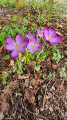 Crocus blossom at the beginning of march