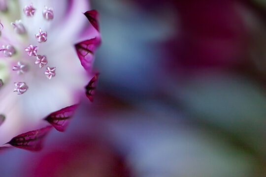 pink flower background