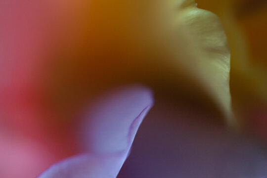 Fototapeta close up of flower