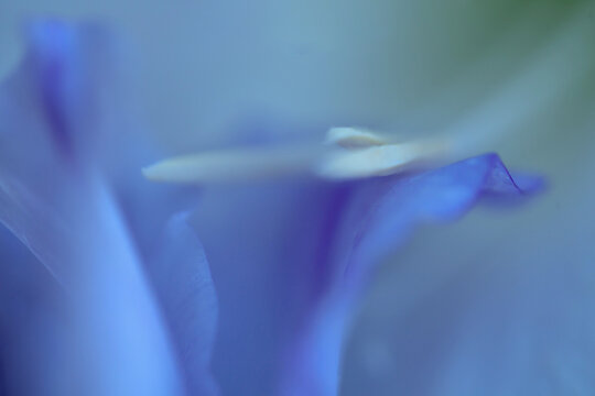 close up of a flower