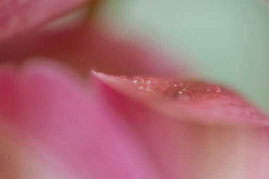 rain drop on blossom