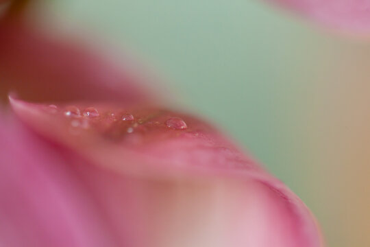 rain drop on a blossom