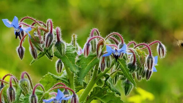 Honeybee clings to a delicate borage bloom surrounded by fuzzy buds. High quality 4k footage