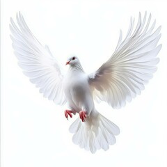 Fototapeta premium Majestic White Dove in Flight - Symbol of Peace and Freedom with Radiant Red Accents on Ethereal Background