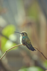 Colibrí, aves mexicanas, fondos de aves. © Isa